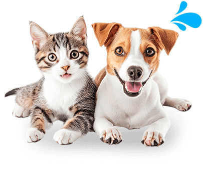 clínica veterinária para cães e gatos Divinópolis