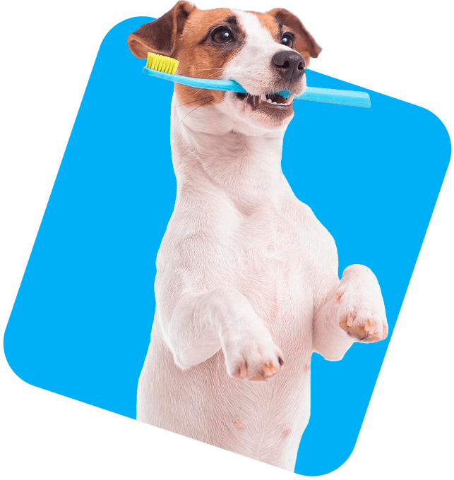 escovar-boca-de-cachorro